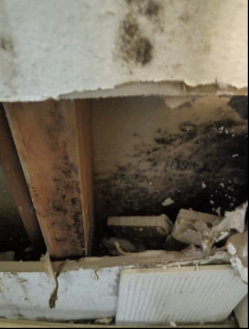 Mold damage behind walls - black mold remediation by Stars and Bars