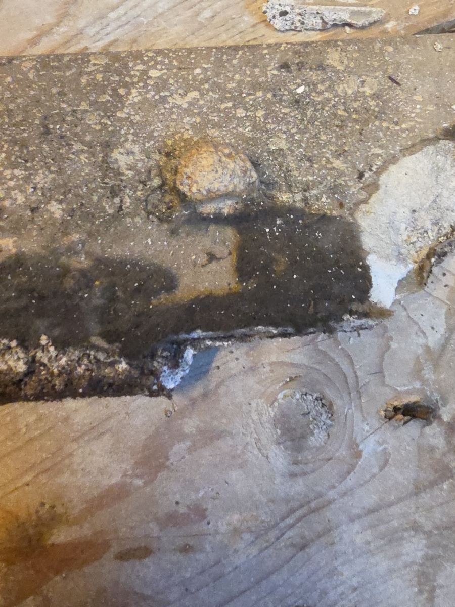 Mold growth on the subfloor once the flooring was lifted.